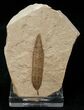 Fossil Phyllites Leaf - Green River Formation #16626-1